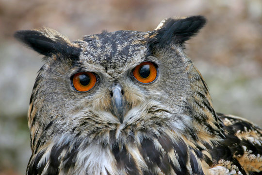 Portrait European eagle owl (Bubo bubo), look at camera