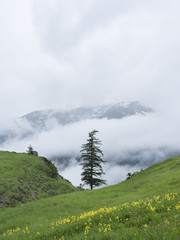 tree and grassy mountain meadow with yellow flowers in the french alps with background of clouds and mist on rainy summer day