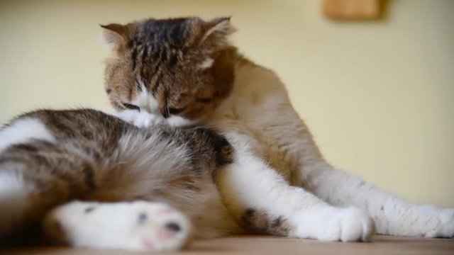 Cat lick its self for cleaning