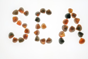 Close-up. The word Sea is made up of shells on a white background. The concept of rest or holiday. Isolated.