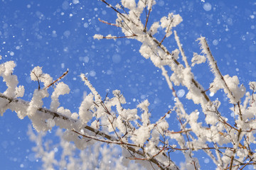 Snowcovered trees and branches