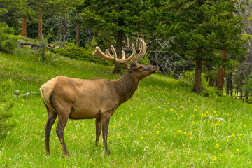 Bull Elk - A mature bull elk wandering and grazing on a hillside Spring meadow in a deep forest. Rocky Mountain National Park, Colorado, USA.