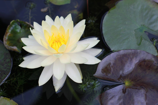 The beautiful white lotus flower or water lily reflection with the water in the pond.The reflection of the white lotus with the water.