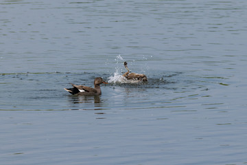 Wildlife as female Gadwall Duck having a wash with one webbed foot in the air as a Gadwall looks on