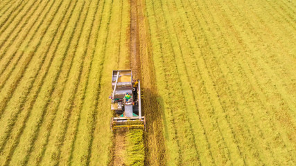 Combine harvester machine with rice farm.Aerial view and top view. Beautiful nature background.
