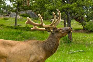 Bull Elk in Forest - A close-up headshot of a mature bull elk walking and grazing in a Spring pine forest. Rocky Mountain National Park, Colorado, USA.