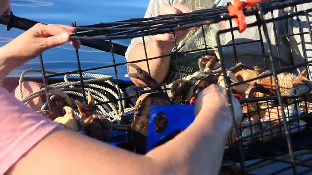 A woman measures and sorts crabs in a crab pot white sitting on a kayak.