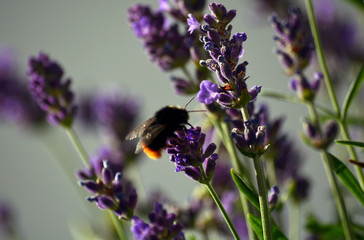 Lavendel