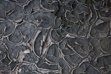 Cracked earth. The soil. Cracks. Drought.