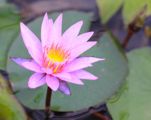 Perfect bright pink water lily in a pond with reflection.