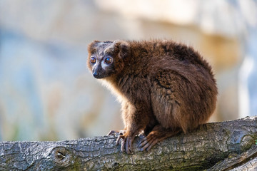 Affe