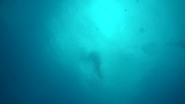 Diver swims over camera looking up to the surface, starting out of frame and finishing out of frame. filmed on a gopro at 1080p 60fps