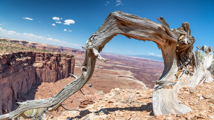 Bare tree trunk with Dead Horse Point State Park aerial view, Utah