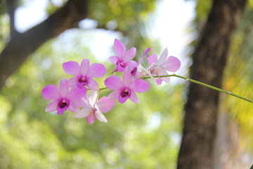 Beautiful pink flowers in my garden.