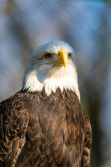 Adler