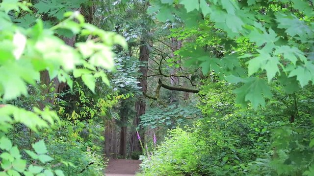 spring foxgloves under pacific northwest forest