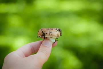 Mushroom in hand