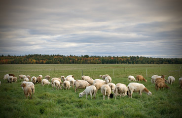 Fototapeta na wymiar Herd of Sheeps in a Field during Fall Season