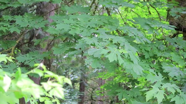 bigleaf maple in pacific northwest forest
