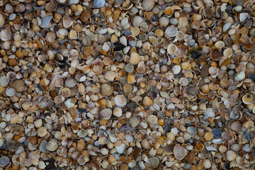 Many small shells close-up.