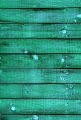 Fototapeta premium textured green tree
