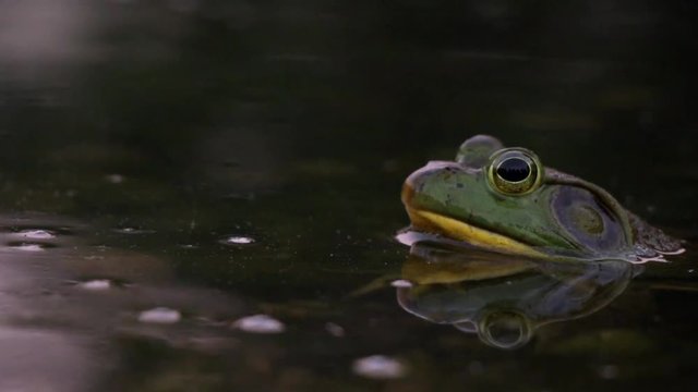 Yellow-bellied bull frog sits in shallow pond or lake or marsh water during night time sunset. Documentary style footage inspired by National Geographic. Frog jumps into deeper pond lake marsh wate.