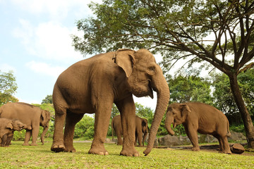 Obraz premium Home of the Great Elephants 