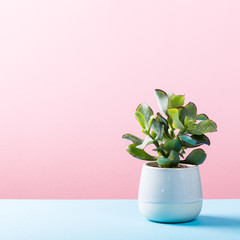 Indoor plant succulent in gray ceramic pot on blue and pink background with copy space.
