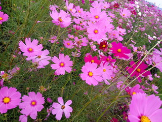 Obraz na płótnie Canvas Cosmos Flower Field Beautiful pink