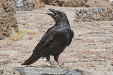 Amerikaner Käähe im Berg am krächzen und beobachten