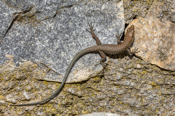 Greek rock lizard on stone wall