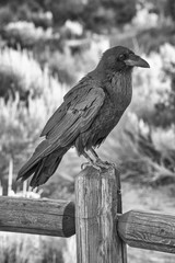 Crow in National Park, USA