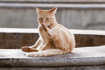 Hell Braune Katze bei der Fellpflege