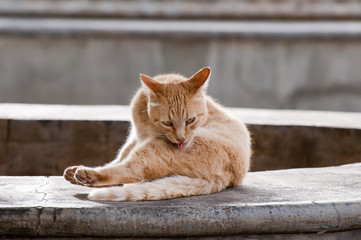 Hell Braune Katze bei der Fellpflege