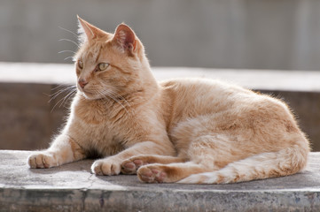 Hell Braune Katze beobachtet neugierig