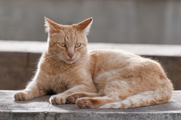 Hell Braune Katze in entspannter Situation