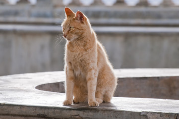 Hell Braune Katze beobachtet neugierig