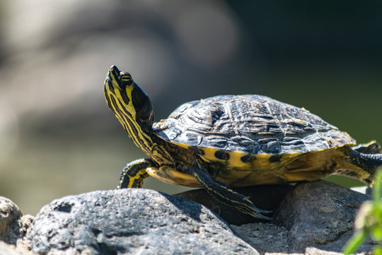 a turtle taking a break in the sun in a rock 