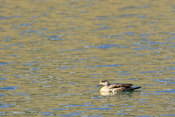 Crested duck (Lophonetta specularioides) sighted in its natural environment at 4000 masl while swimming calmly at dawn.