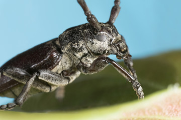 Capricorn beetle (Cerambyx cerdo)