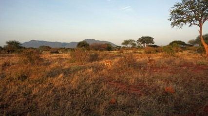 impala in kenya