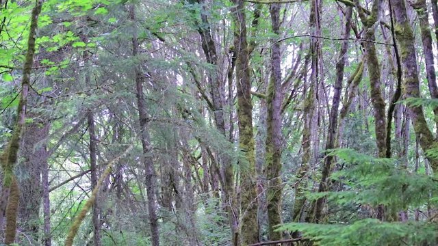 panning up mossy tree trunks to forest canopy