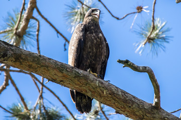 Immature eagle