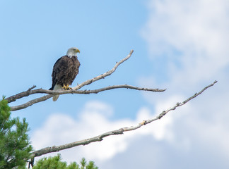 Eagle on branch