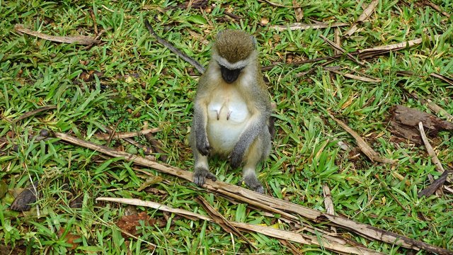 monkey in kenya