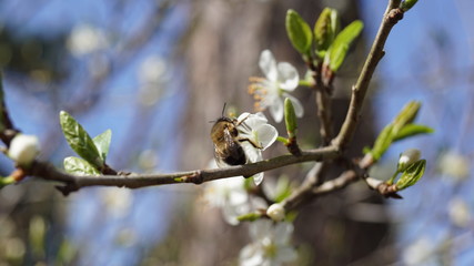 Hummel auf Pflaumenblüte