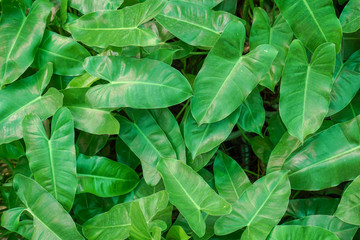Fototapeta premium leaves​ pattern ​background.