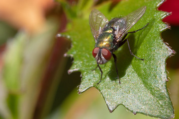 Fly Macro Closeup