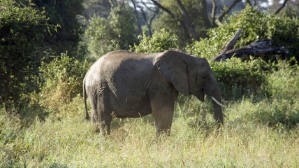 elephants of kenya