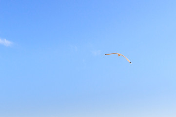 Bird Albatross is flying in the blue sky
